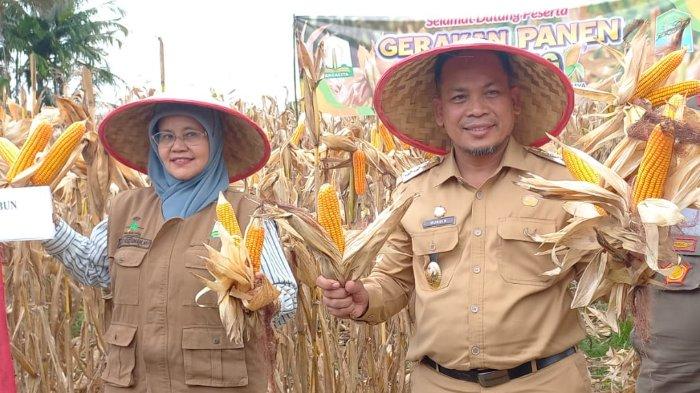 Di Hamparan Pusat Padi Aceh Jaya, Panen Raya Jadi Bukti Keberhasilan Kolaborasi Pemerintah dan Rakyat