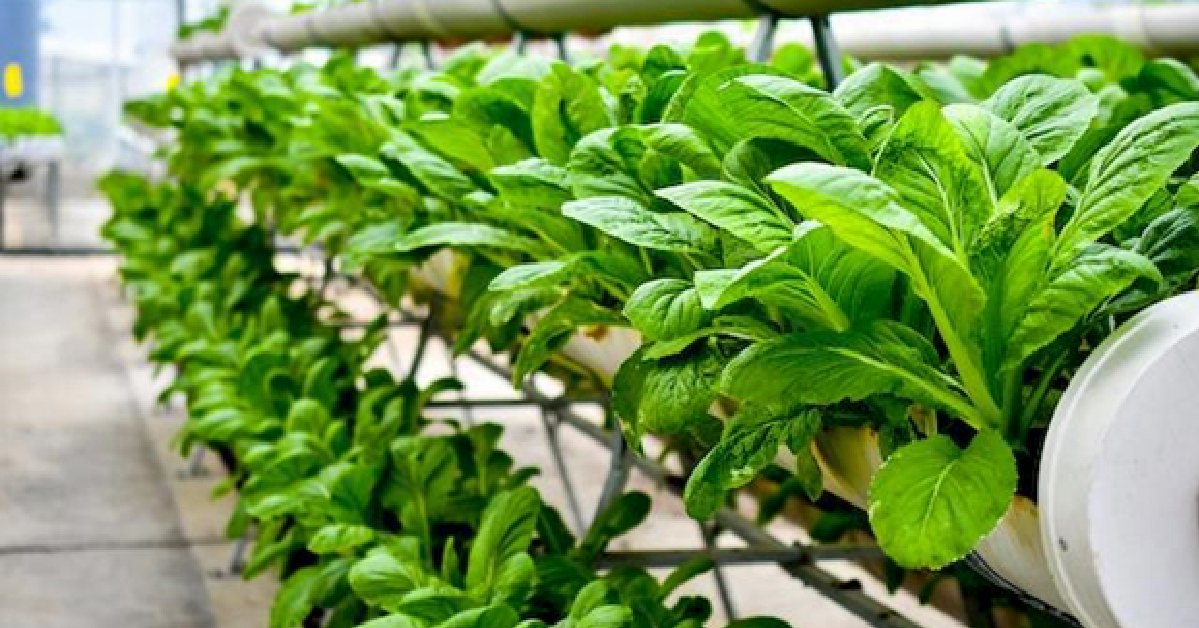 Produktivitas Lahan Pertanian: Tantangan dan Solusinya di Era Modern