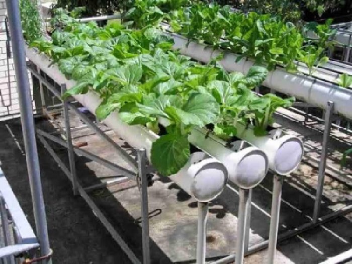 Kementan: Urban Farming Dukung Pertumbuhan Ekonomi Indonesia