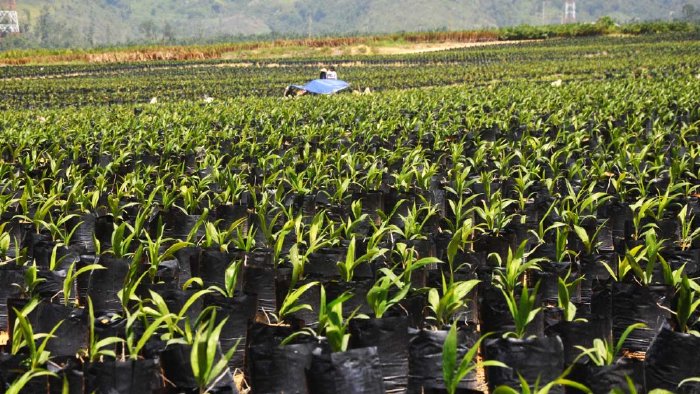 Saatnya Petani Sawit Paham SNI 8211:2015, Supaya Produksi Kelapa Sawitnya Melonjak