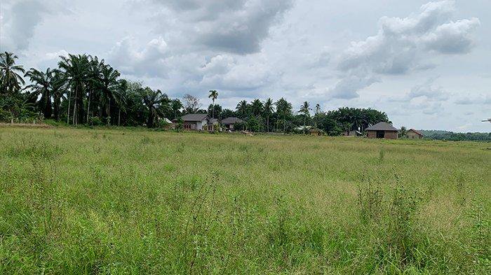 Irigasi Rusak, Ratusan Hektar Sawah di Indra Makmur Terbengkalai