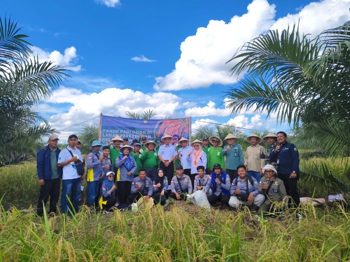 Panen Padi Gogo di Lahan Sawit, Program Kesatria Bawa Keuntungan bagi Petani OKI