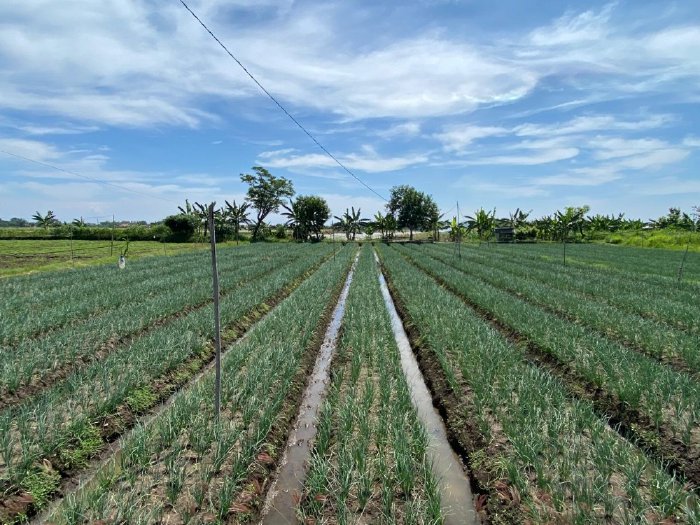 Kementan Prioritaskan Kampung Hortikultura untuk Pertanian Berkelanjutan dan Ramah Lingkungan