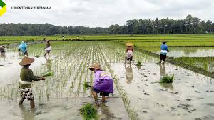 Bank Dunia Sebut Produktivitas Lahan Padi di RI Belum Maksimal