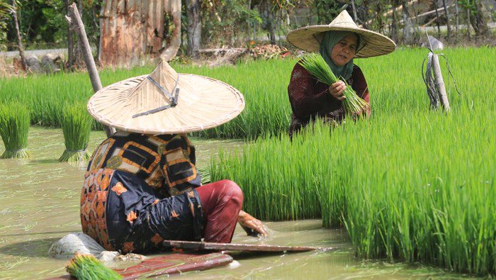 Pemerintah Bakal Bagi-bagi Benih Gratis buat Petani