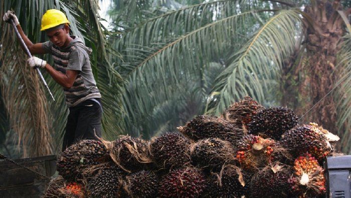94% Petani Sawit di RI Tak Paham Ancaman UU Antideforestasi Eropa