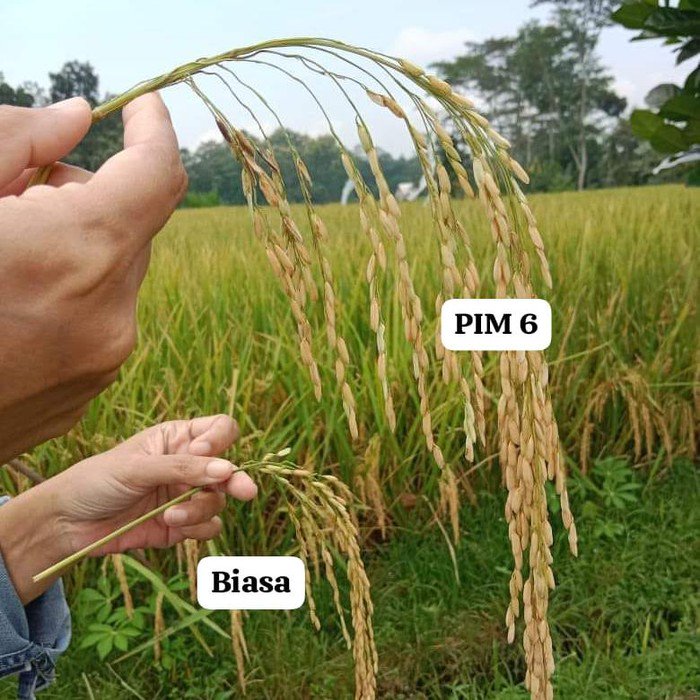 Inovasi Warga Kota Blitar Ciptakan Padi Raksasa demi Kedaulatan Pangan