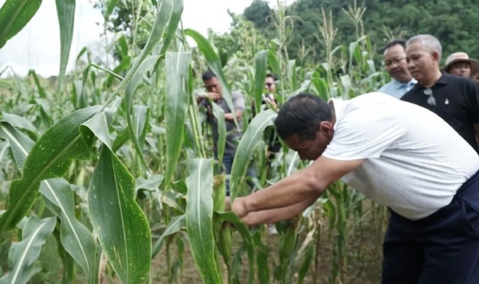 Mentan Ajak Petani Jagung Semangat Menanam Dukung Swasembada Pangan