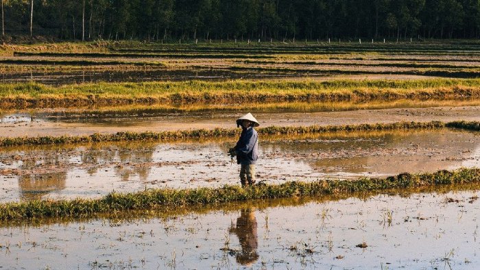Pemkab Aceh Barat: 5.134 Ha lahan sawah telah ditanami padi